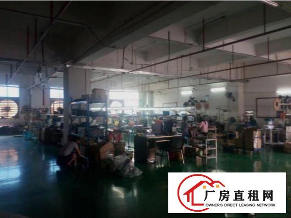 
常平白石岗村标准厂房一楼精装修2680平形象好水电齐全