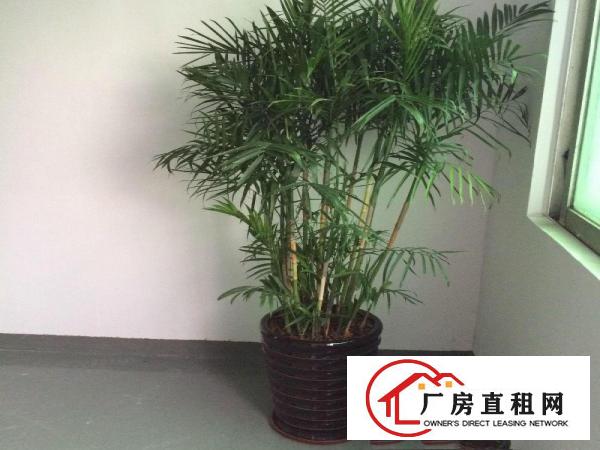 
出租龙岗区横岗业主直招惠盐路边2850平米一楼厂房急租