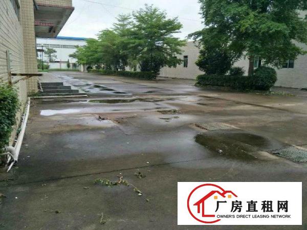 
免中介费坪山石井空置1楼450平米标准厂房出租