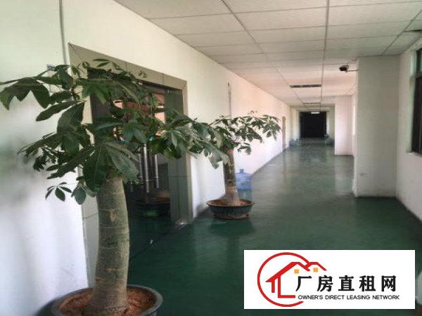 
观澜观光路边带装修厂房招租2500平方