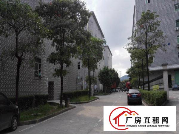 
梅观高速1000平2000平带豪华装修办公厂房