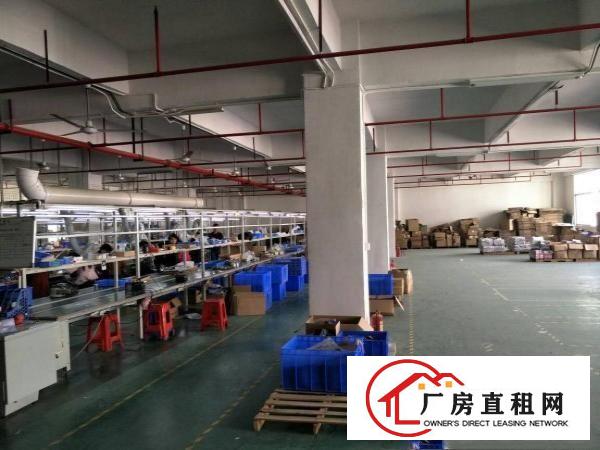 
凤岗金凤凰全新厂房出租，1800平方，豪华装修！
