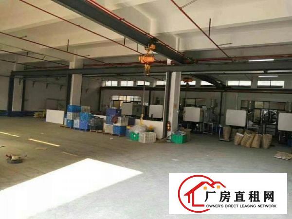 
凤岗金凤凰独院厂房 办公楼 宿舍共3600平米