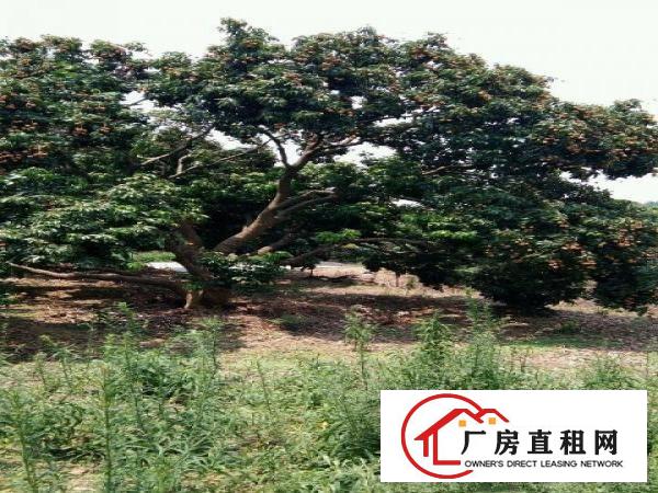 
		【转让】南城水濂山30亩荔枝园场地，转让2.98万
	