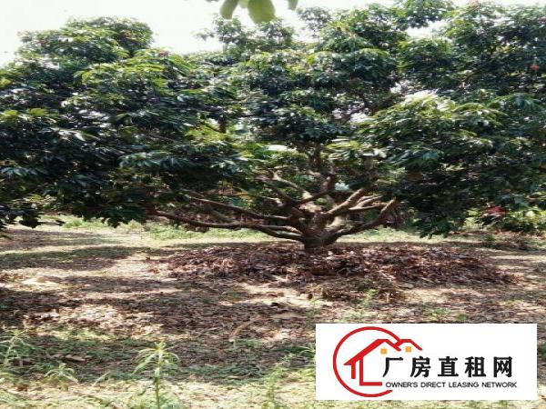 
		【转让】南城水濂山30亩荔枝园场地，转让2.98万
	