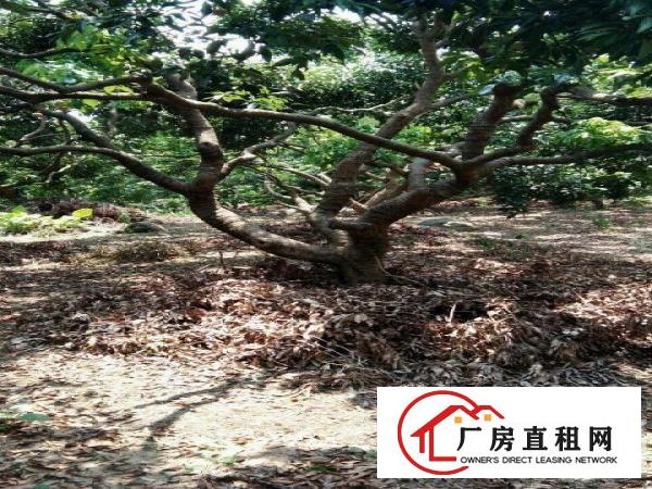 
		【转让】南城水濂山30亩荔枝园场地，转让2.98万
	