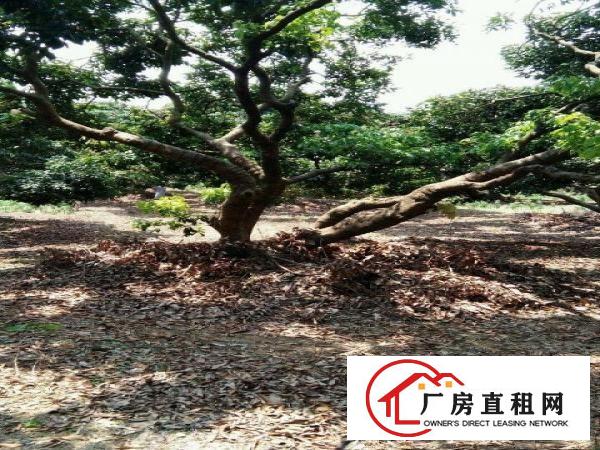 
		【转让】南城水濂山30亩荔枝园场地，转让2.98万
	