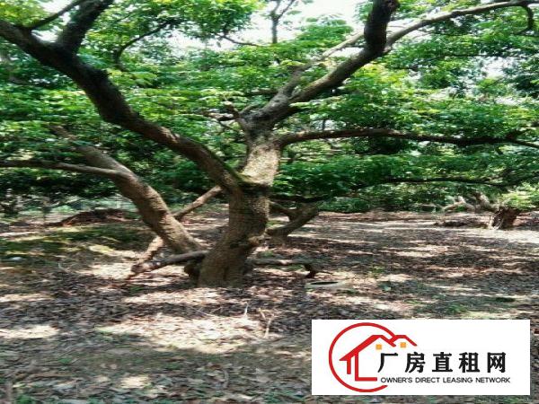 
		【转让】南城水濂山30亩荔枝园场地，转让2.98万
	