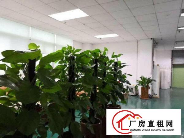 
		龙岗爱联嶂背二楼850平方厂房业主急租
	