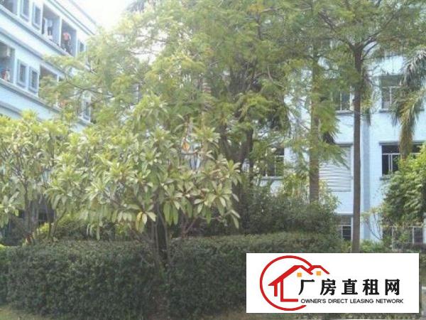 
		出租布吉丹竹头花园式厂房二楼1200平方带办公水电
	