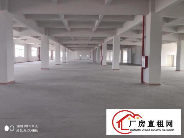  虎门南栅全新厂房招租