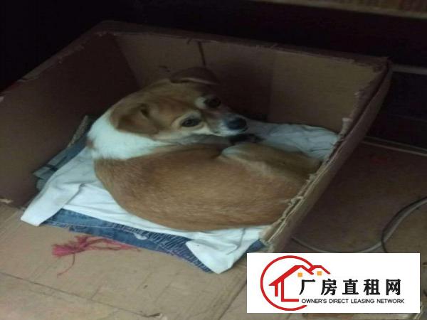  厚街赤岭厚街康乐南独院仓库厂房出租