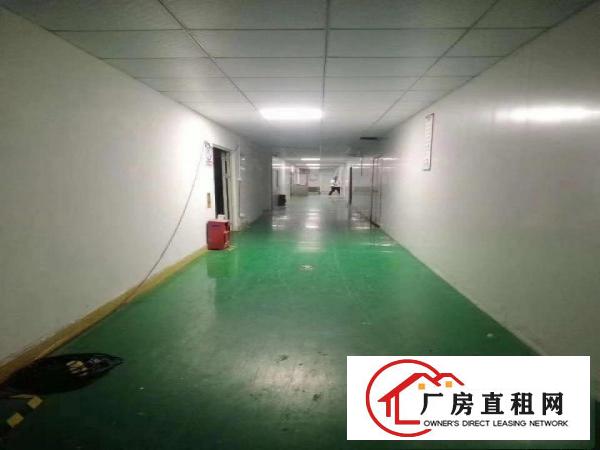  大岭山厚大路边大片美原房东1500平厂房出租带无尘车间