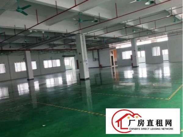  大岭山豪华装修标准厂房二楼楼1000平出租，价格美丽