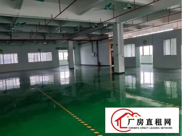  大岭山豪华装修标准厂房二楼楼1000平出租，价格美丽