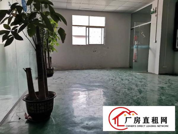  大岭山单一层钢结构1100平米厂房招租，滴8米，可办环坪