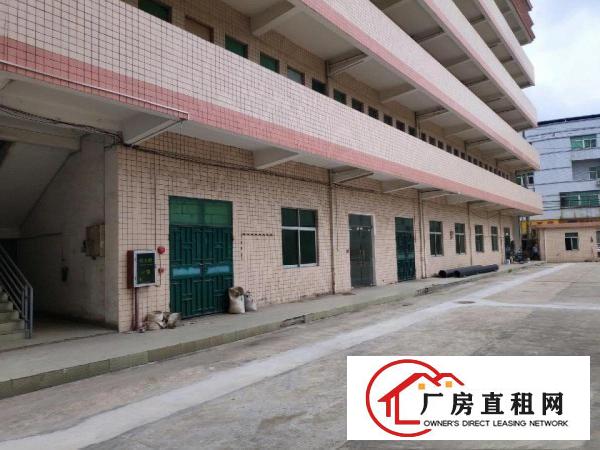  大朗镇独院钢构厂房招租，滴水12米