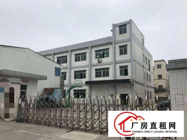  出租大朗大井头新出一楼1550平方，厂房现成装修