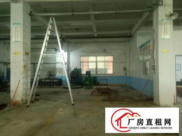  大路边一楼450平,大朗黄草朗新出标准厂房,水电齐全,带装修