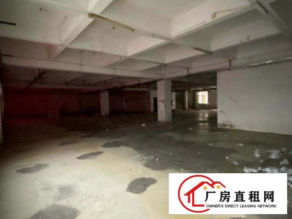  出租大朗松柏朗一楼厂房1150平带精装办公室可办环评易招工