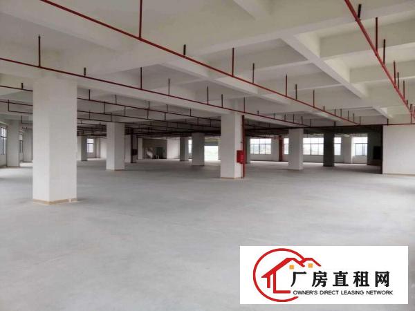  出租塘厦镇石鼓原房东厂房出租