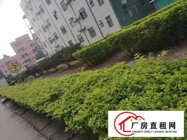  塘厦镇莲湖新独院厂房出租10000平方