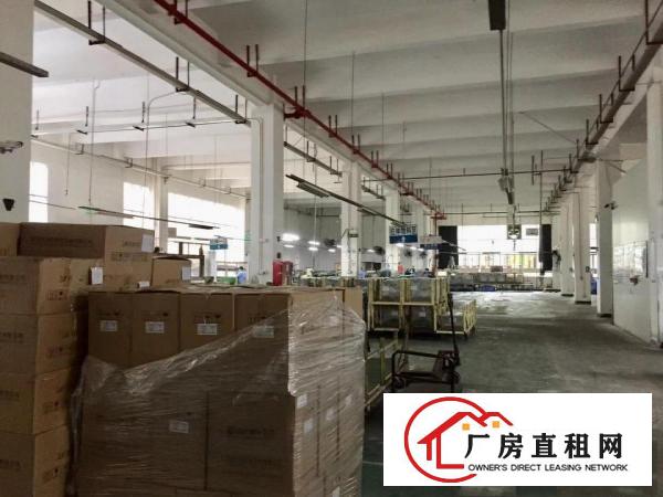  塘厦石鼓标准一楼6.5米1200平招租一手房东实际面积无公摊