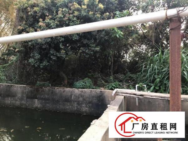  厂房和厂房后绿地养鸡养鸭