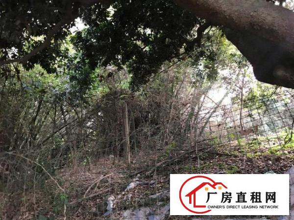  厂房和厂房后绿地养鸡养鸭
