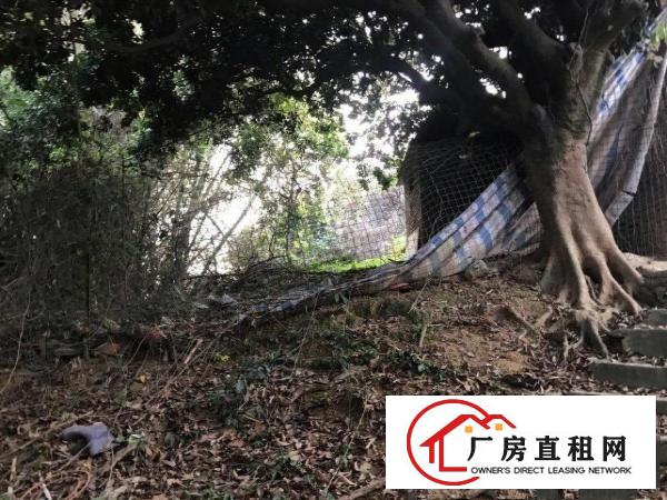  厂房和厂房后绿地养鸡养鸭