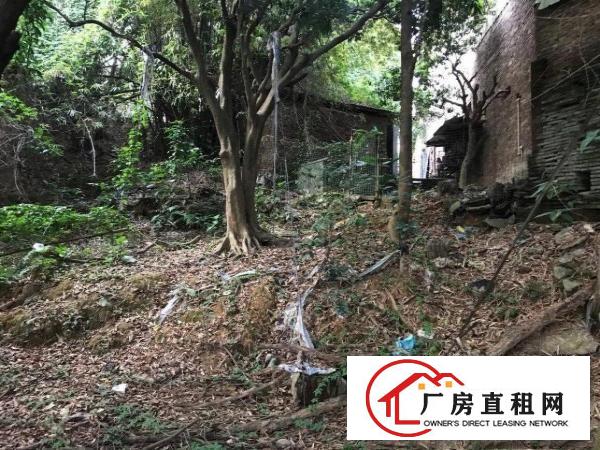  厂房和厂房后绿地养鸡养鸭