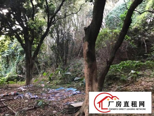  厂房和厂房后绿地养鸡养鸭