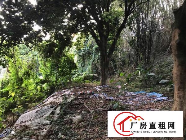  厂房和厂房后绿地养鸡养鸭