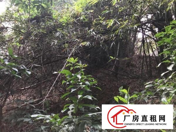  厂房和厂房后绿地养鸡养鸭