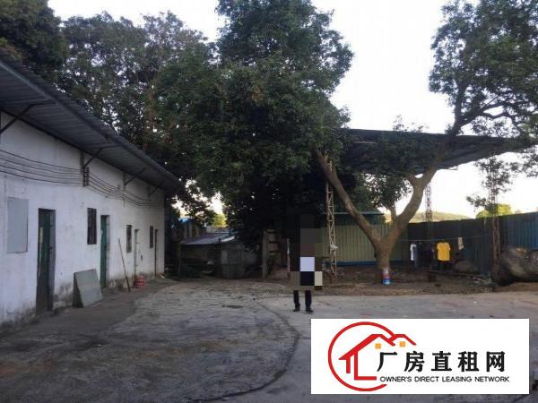  原房东单一层独院钢构1000出租
