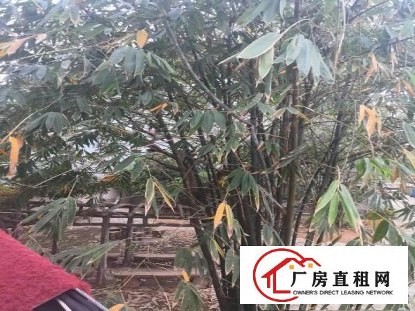  5000平方小独院一楼有牛角