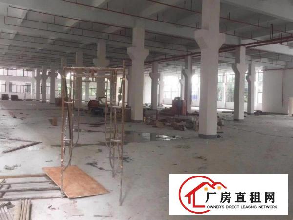  清溪原房东独院厂房3500平方大小可分