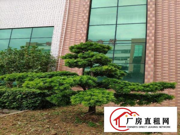  谢岗—龙璧工业园，标准厂房，带阁楼