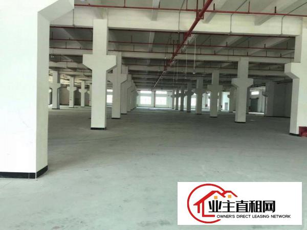  桥头大洲新出原房东一楼整层2000平方带精装修办公室出租