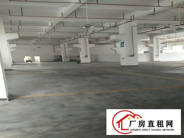  桥头镇分租原房东独门独院标准厂房一楼1600平方，无公摊