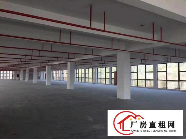  企石原房东全新标准独院厂房出租