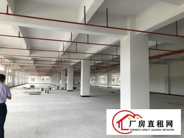  企石镇新出原房东经典小独院标准厂房