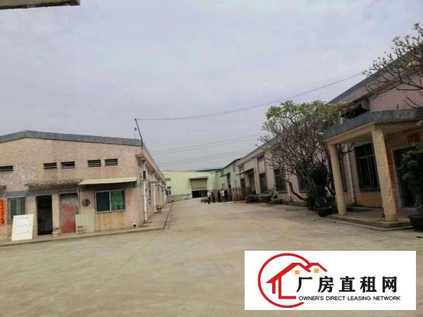  石排原房东单一层钢构厂房出租3000平方，高度7米，空地大