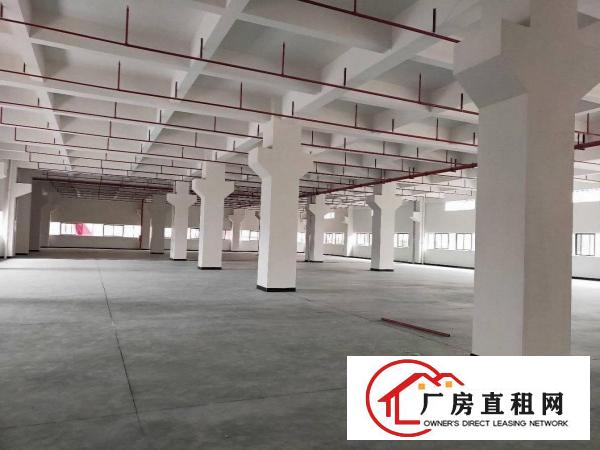  石排原房东独院3900平方全新厂房招租，一楼6米高带牛角位