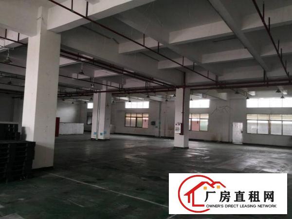  石排原房东一楼1300平方重工业标准厂房出租