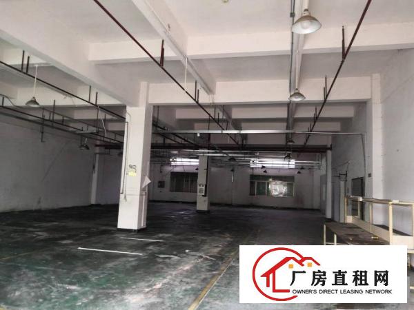  石排原房东一楼1300平方重工业标准厂房出租