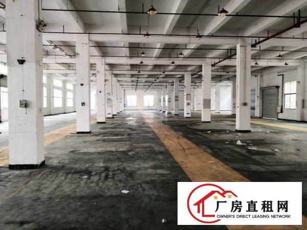  石排原房东一楼1000至2000平方米标准厂房出租