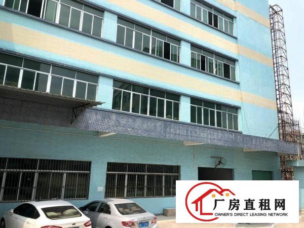  石排新出原房东独门独院标准厂房出租