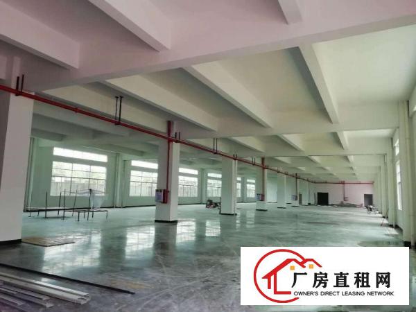  石排新出原房东独门独院标准厂房出租