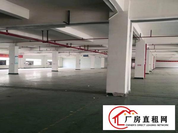  石排全新独院5000平方米重工业厂房招租，可分租